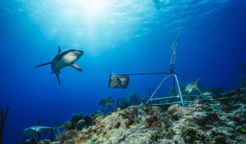 Turista é atacada por tubarão durante mergulho com a família nas Bahamas