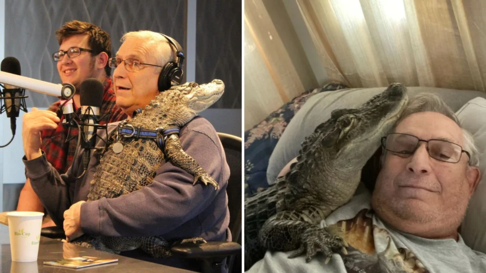 Jacaré vira animal de estimação de marceneiro dos EUA; veja fotos