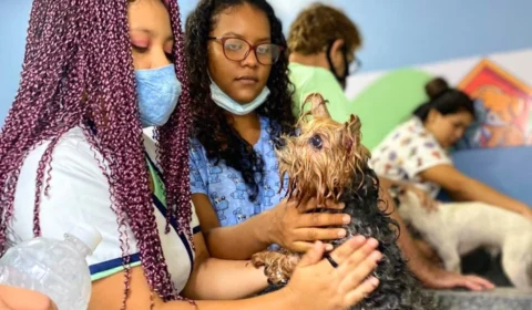 Semtepi oferta 60 vagas gratuitas em cursos de ‘Banho e Tosa para Pets’, em Manaus