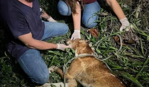 Vídeo: suspeito de ter amarrado e arrastado cachorro em carro é localizado em Manaus
