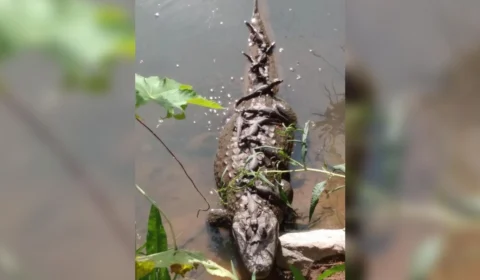FOTOS: mamãe jacaré viraliza ao tomar banho de sol com seus filhotes, em BH
