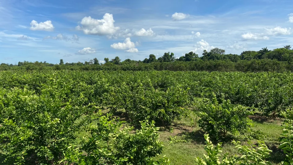 Estudo avalia inovações e boas práticas para o agronegócio citros no AM
