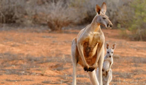 Idoso é morto por canguru que mantinha como animal de estimação, na Austrália