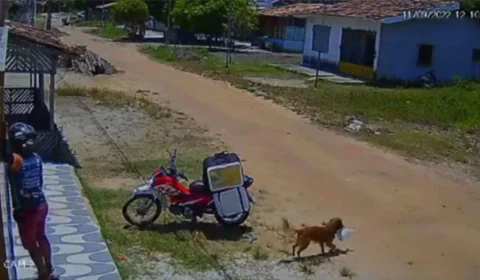 Cachorro caramelo furta marmita e deixa entregador confuso no Pará