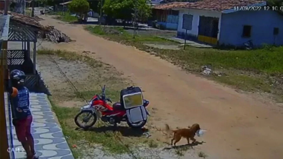 Cachorro caramelo furta marmita e deixa entregador confuso no Pará