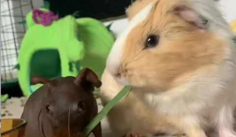 VÍDEO: tutora adota outro pet para fazer companhia à sua porquinha-da-índia