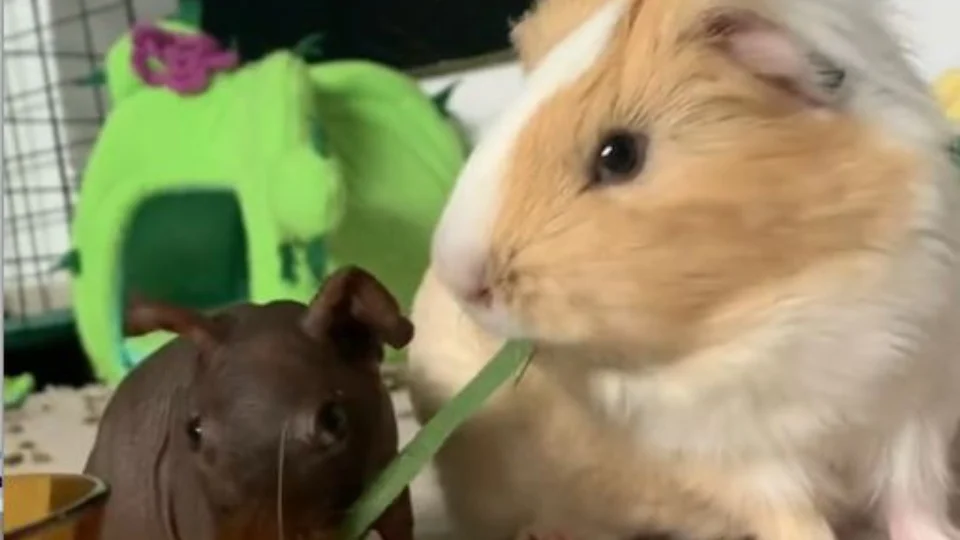 VÍDEO: tutora adota outro pet para fazer companhia à sua porquinha-da-índia