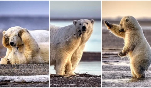 Fotógrafo canadense capta imagens surpreendentes de ursos no oceano Ártico