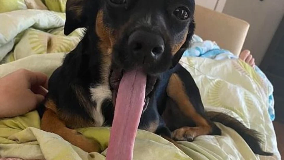 Tamanho da língua de cachorro chama atenção de internautas, em Brasília