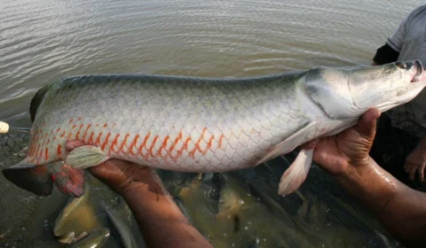 Pesquisa usa resíduos de peixes para produção de colágenos e gelatinas no AM