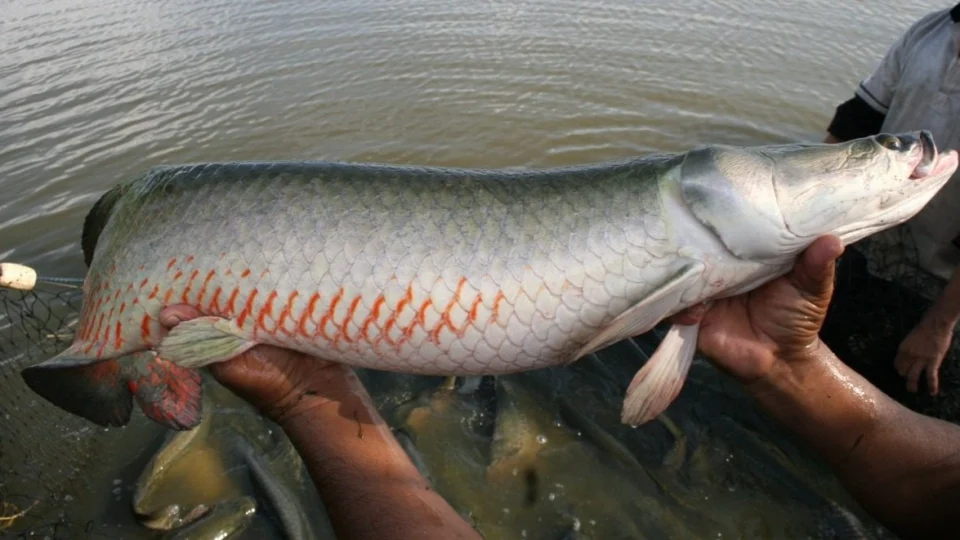 Produção de pirarucu no AM cresce 25,4% em 2021, aponta IBGE