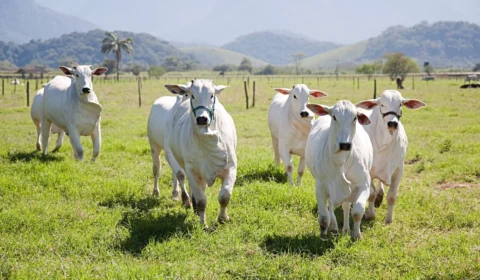 Caso de doença da ‘vaca louca’ é confirmado na zona rural do Pará