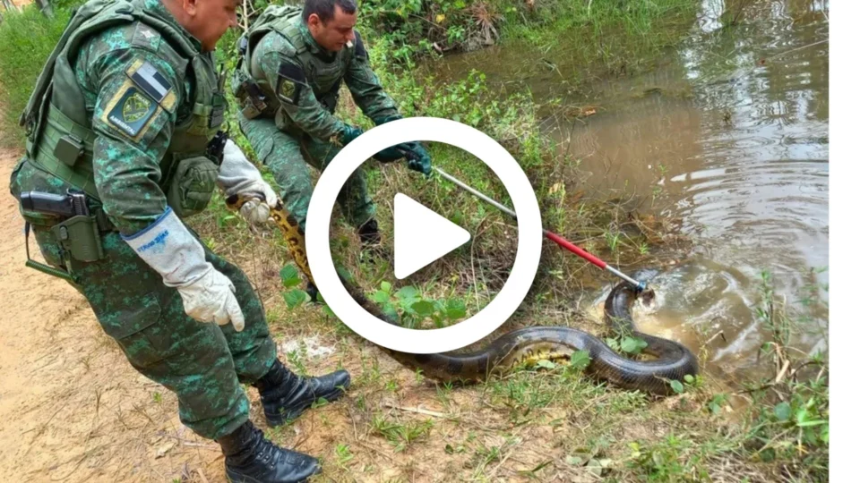 VÍDEO: em Manaus, visitantes do Passeio do Mindu se deparam com sucuri de cinco metros em igarapé