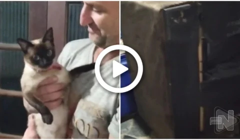 Homem compra sofá e encontra gata ‘sapeca’ escondida dentro móvel, no RS