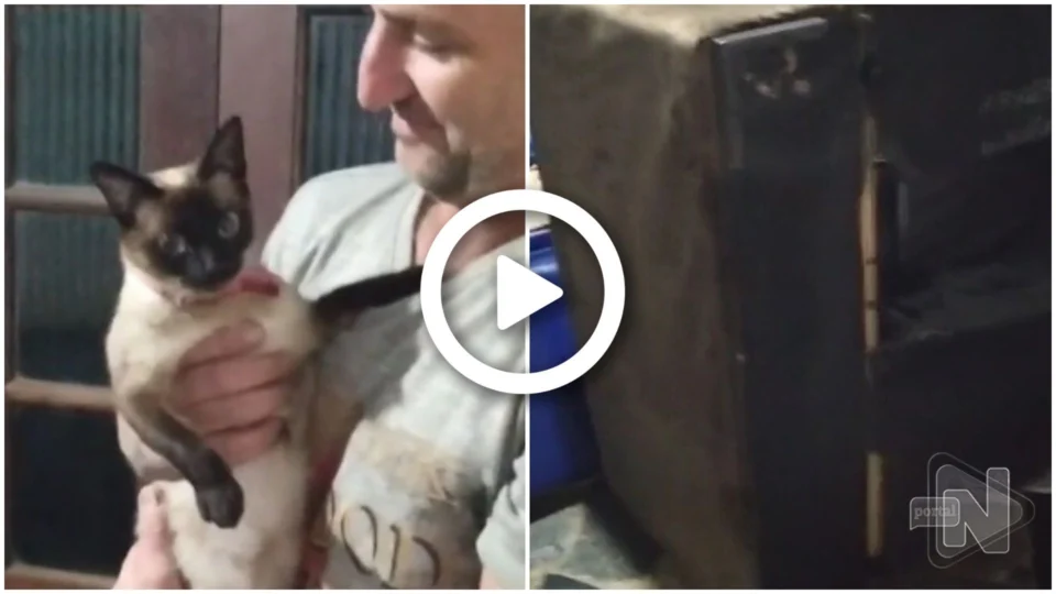 Homem compra sofá e encontra gata ‘sapeca’ escondida dentro móvel, no RS