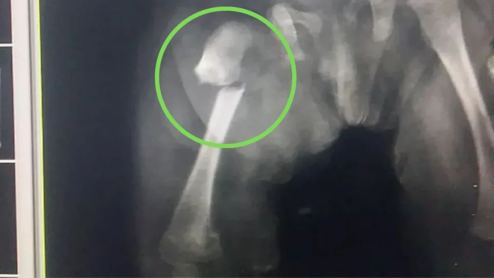 Bebê de três meses morre no RJ após sofrer agressões do pai; mãe é acusada de omissão