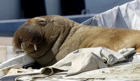 Conheça Freya, morsa com quase 600 kg que afunda embarcações na Noruega