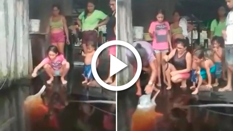 VÍDEO: cheia dos rios faz com que animais se aproximem de ribeirinhos no AM