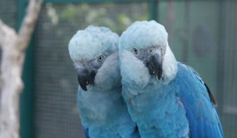 Ararinhas-azuis são soltas na natureza 20 anos depois de extinção na Bahia