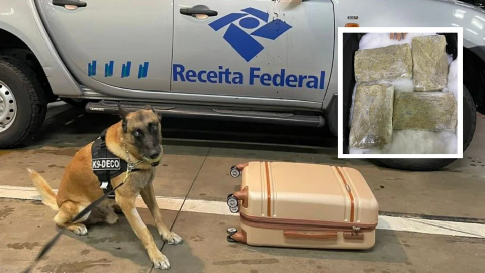 Agentes canino encontram 29,4 kg de maconha dentro de malas no Aeroporto Internacional Eduardo Gomes, em Manaus