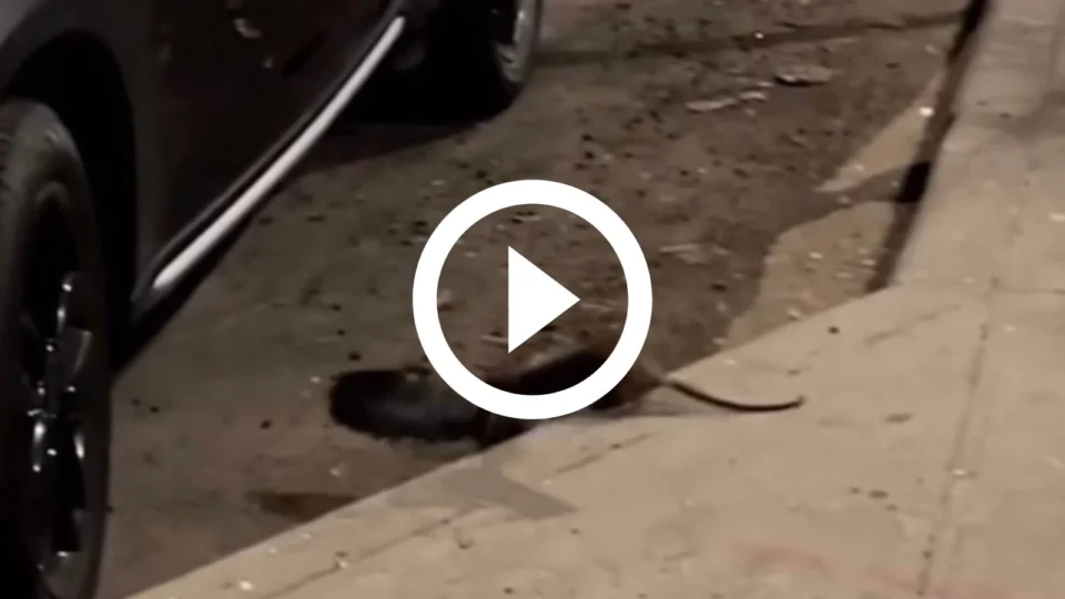 VÍDEO: rato ataca pombo e arrasta animal para debaixo de carro em NY