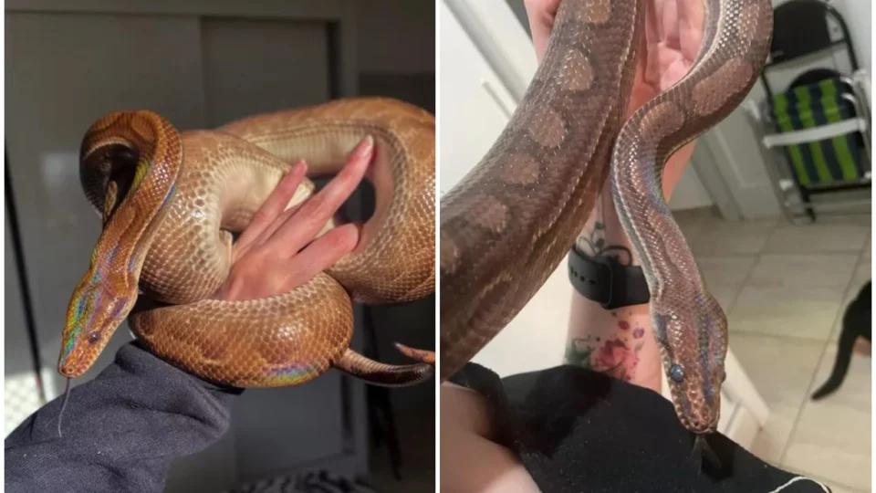 Jiboia arco-íris ‘foge’ de apartamento e dona aguarda imagens de câmeras de segurança do prédio para localizar animal, em SP