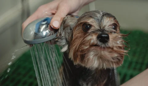 Encerra neste domingo (07/08) a pré-inscrição para curso de ‘Banho e Tosa para Pets’ em Manaus