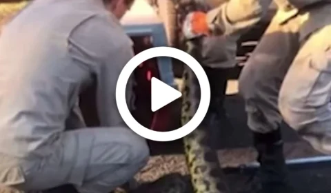 VÍDEO: após devorar cachorro, cobra de 4 metros é capturada em área de uma empresa no Mato Grosso do Sul