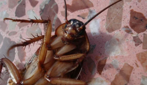 Experimento: empresa paga R$ 10,2 mil a quem conviver com 100 baratas em casa nos EUA