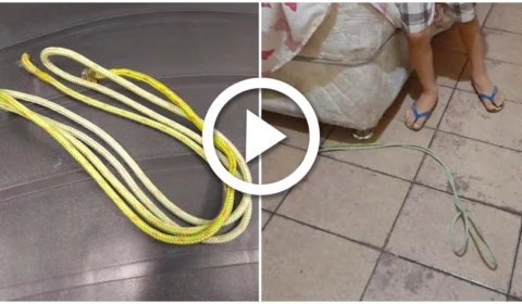 VÍDEO: conselho tutelar resgata duas crianças que foram amarradas pelo pai em Manaus