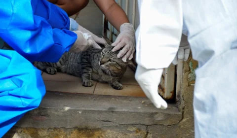 Após surto, busca de casos suspeitos de esporotricose em gatos inicia nesta segunda-feira em Manaus