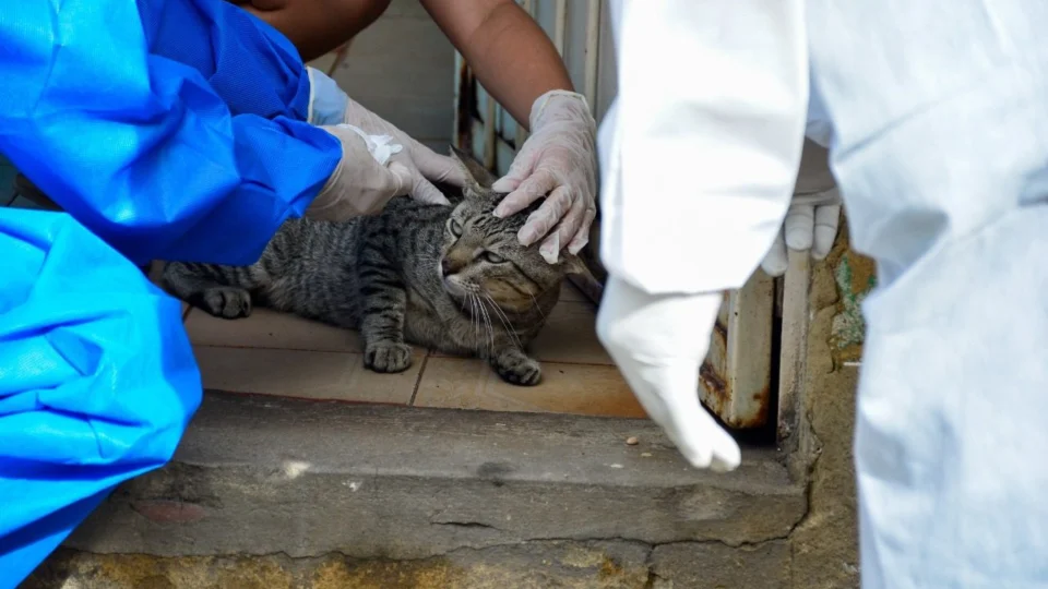 Após surto, busca de casos suspeitos de esporotricose em gatos inicia nesta segunda-feira em Manaus