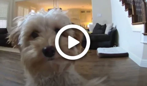 Cachorrinha chamada Bella, monitorada por câmera, reconhece voz do dono e manda ‘lambeijinhos’; veja vídeo