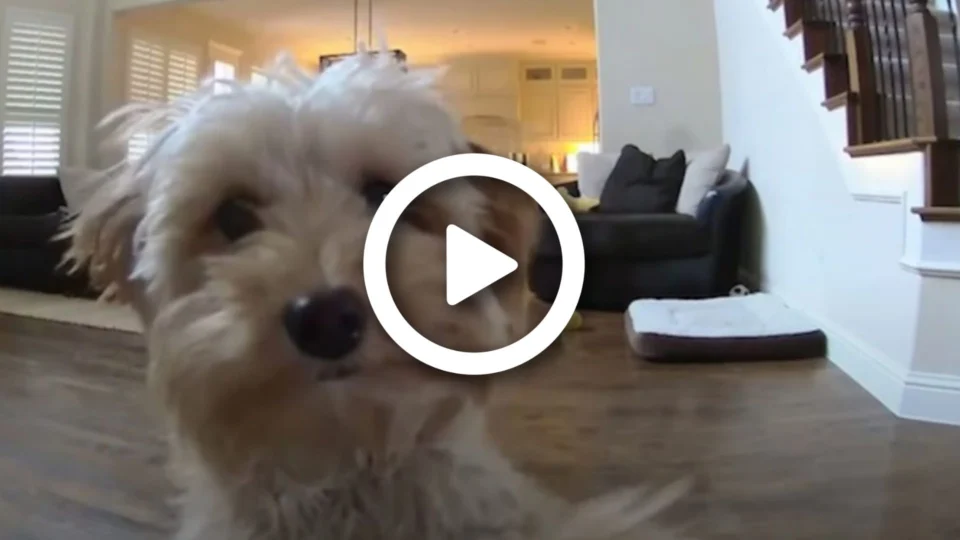 Cachorrinha chamada Bella, monitorada por câmera, reconhece voz do dono e manda ‘lambeijinhos’; veja vídeo