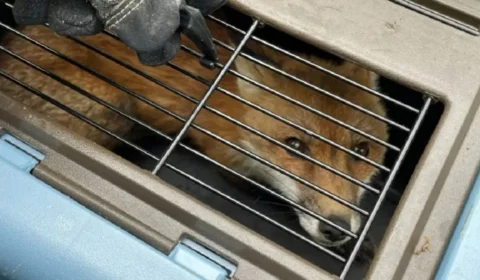 Após morder 9 pessoas, Raposa é sacrificada nos EUA