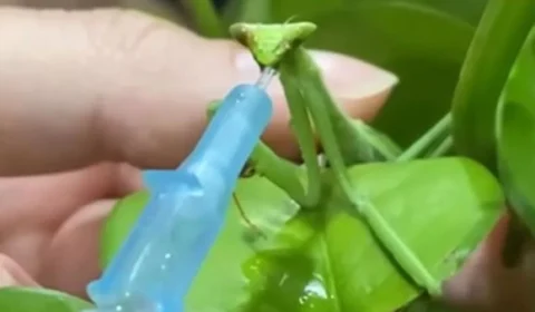 Morre a louva-a-deus Karla, que passou por cirurgia após romper abdômen