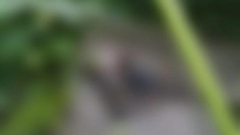 Corpo é encontrado em estado avançado de decomposição em matagal na Zona Leste de Manaus