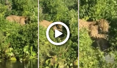 VÍDEO: onça-pintada encara turistas enquanto come jacaré no Pantanal de MS