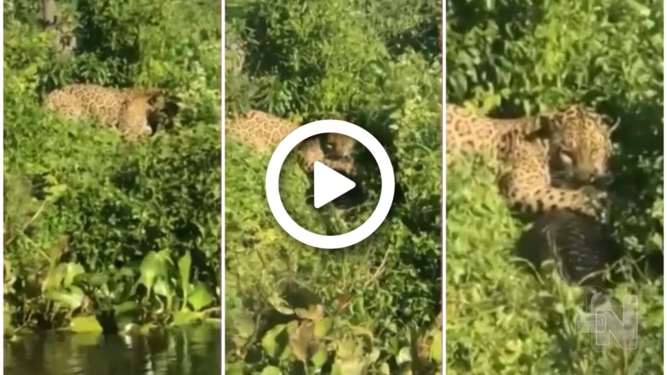 VÍDEO: onça-pintada encara turistas enquanto come jacaré no Pantanal de MS
