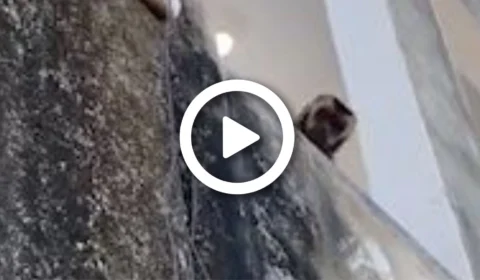 VÍDEO: macaco é visto ‘amolando’ faca em prédio no Sul do Piauí