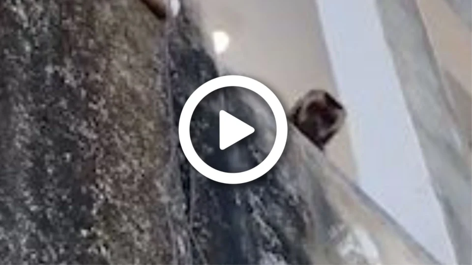 VÍDEO: macaco é visto ‘amolando’ faca em prédio no Sul do Piauí