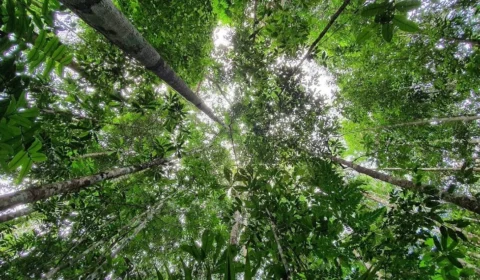 Crescimento da Floresta Amazônica é limitado pela falta de fósforo, revela estudo