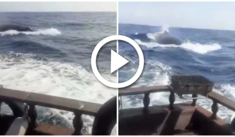 VÍDEO: baleia jubarte persegue embarcação, em Arraial do Cabo: ‘Fiquei apavorado’