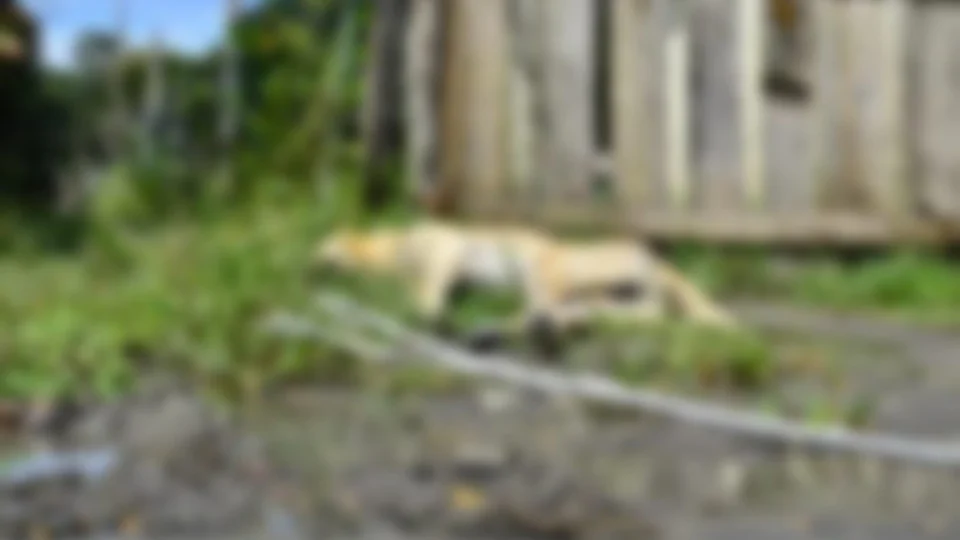 Cachorro morre eletrocutado e salva vida de crianças na Zona Leste de Manaus