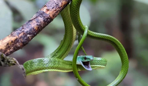 Museu da Amazônia reabre ‘Casa das Serpentes’ para visitação em Manaus