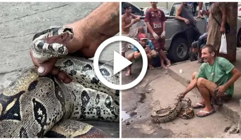 VÍDEO: jiboia é encontrada na Feira da Banana no Centro de Manaus