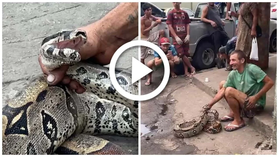VÍDEO: jiboia é encontrada na Feira da Banana no Centro de Manaus