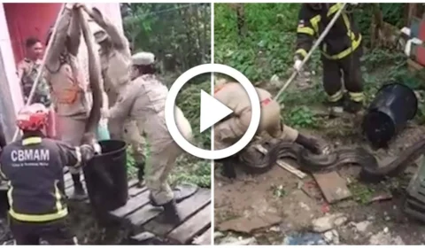 VÍDEO: sucuri de 4 metros é resgatada por bombeiros de baixo de casa em Presidente Figueiredo, no AM