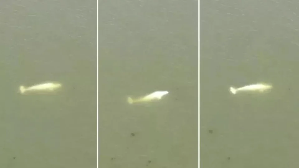 Ambientalistas lutam para salvar baleia beluga encontrada no rio Sena, na França