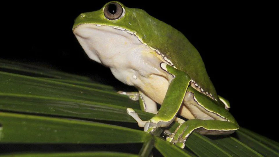 Pesquisa encontra indícios de biopirataria de conhecimentos indígenas